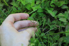 Ranunculus orthorhynchus