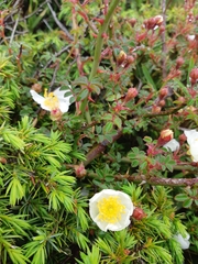 Rosa transmorrisonensis