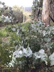 Eucalyptus cordata