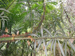 Ptychosperma macarthurii