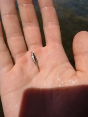 Notropis atherinoides