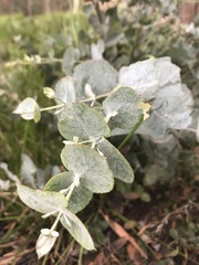 Eucalyptus cordata