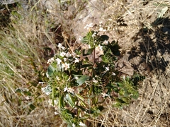 Collomia grandiflora