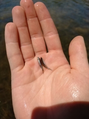 Notropis atherinoides