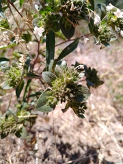 Collomia grandiflora