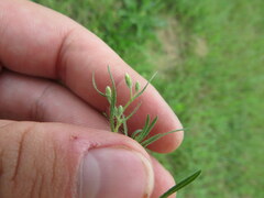 Erigeron divaricatus