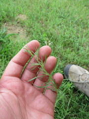 Erigeron divaricatus