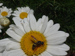 Euodynerus hidalgo boreoorientalis