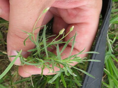 Erigeron divaricatus