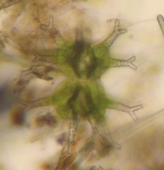 Staurastrum arctiscon