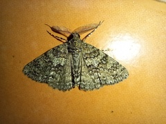Ascotis fortunata