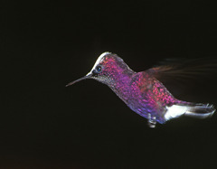 Microchera albocoronata