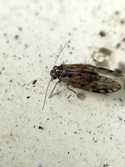 Philotarsidae