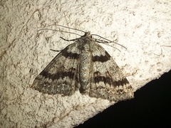 Ascotis fortunata