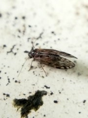 Philotarsidae