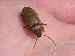 Dascillus cervinus