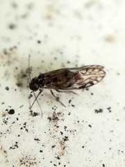 Philotarsidae