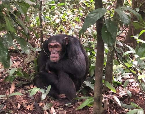 Chimpanzee