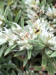 Paronychia argyrocoma