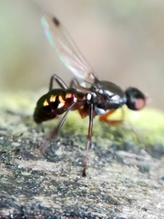 Sepsis fulgens