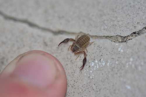 Representative image of Garypus beauvoisii