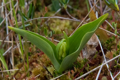 Platanthera blephariglottis