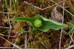 Platanthera blephariglottis