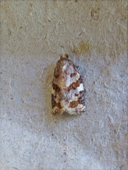Archips argyrospila