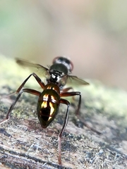 Sepsis fulgens