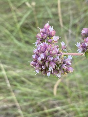 Origanum vulgare