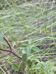 Origanum vulgare