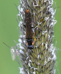 Calameuta punctata