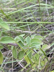 Origanum vulgare