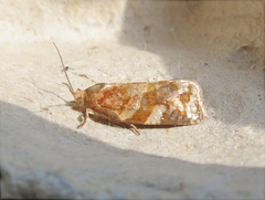 Archips argyrospila