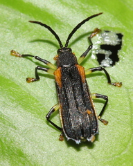 Sceloenopla