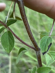 Origanum vulgare