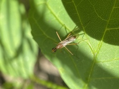 Compsobata