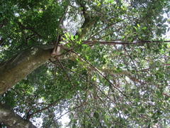 Ficus crocata