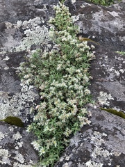 Paronychia argyrocoma