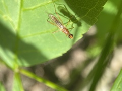 Compsobata