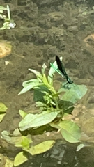 Calopteryx maculata