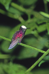 Microchera albocoronata