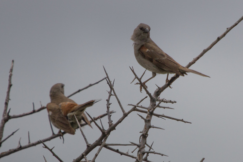 Swahili Sparrow (Passer suahelicus)