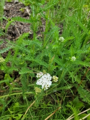 Achillea millefolium borealis