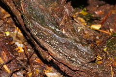 Chlorosplenium