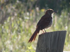Toxostoma rufum longicauda
