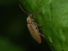 Dascillus cervinus