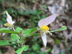 Dalechampia spathulata, photograph (c) Alexis López Hernández, some rights reserved (CC BY)