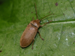 Dascillus cervinus