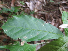 Dalechampia spathulata, photograph (c) Alexis López Hernández, some rights reserved (CC BY)